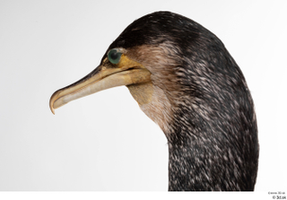 Double-crested cormorant Phalacrocorax auritus head 0002.jpg
